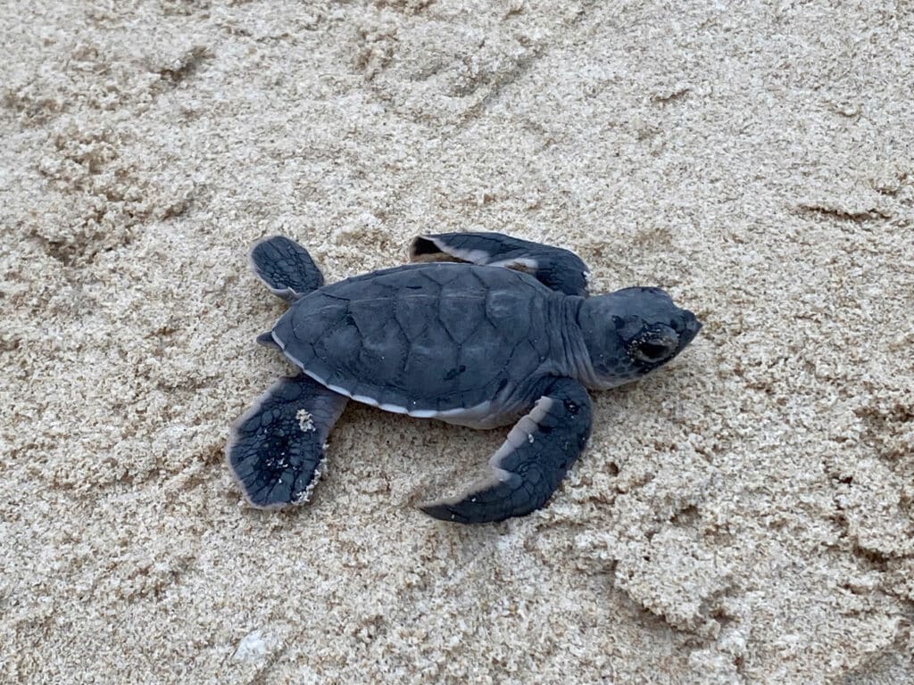 Far from the tourist crowds, Con Dao remains one of Vietnam’s most soulful and untouched island destinations. Known for its pristine beaches, historical landmarks, and rare sea turtle nesting season, this island offers more than just a pretty view—it’s a place for reflection, relaxation, and real discovery.