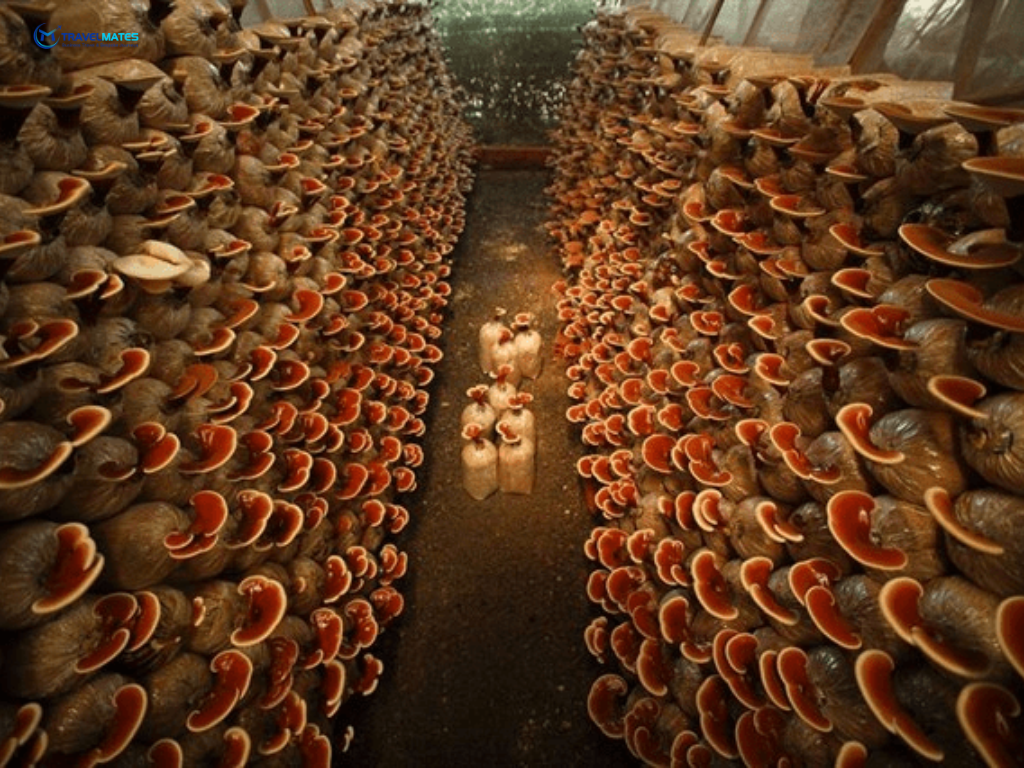 Mushroom farm Cu Chi Travelmates 1024 x 768